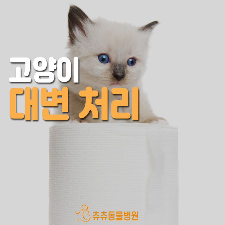 [츄츄동물병원] 고양이 배설물 처리, 고양이 똥 변기에 버려도 되나요? 고양이 배설물 종량제봉투 : 네이버 블로그