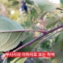 부사사과 착색 사과잎으로 확인해보는 방법 뺀질이 솎아내기