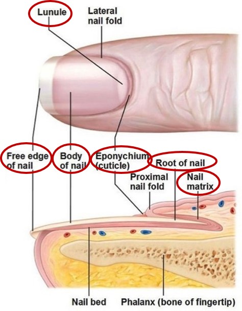 조갑(Nail)의 구조 및 질환 : 네이버 블로그