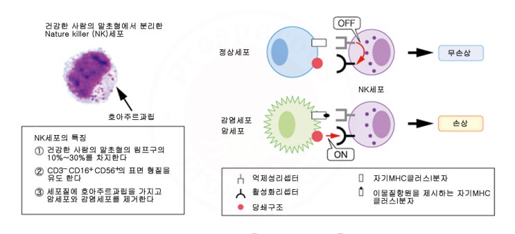 NK 세포 : 네이버 블로그