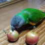 세네갈 앵무새 보노 미니사과 먹방!
