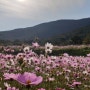 보길도여행) 코스모스길 낙서재