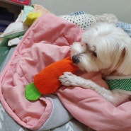 [강아지장난감] 강아지 휴지 장난감