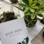 꽃피다 식물로 소통하는 일상, 코케다마 수업 인테리어 식물