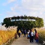 서울 하늘공원 억새축제 가는길 & 핑크뮬리 가는법