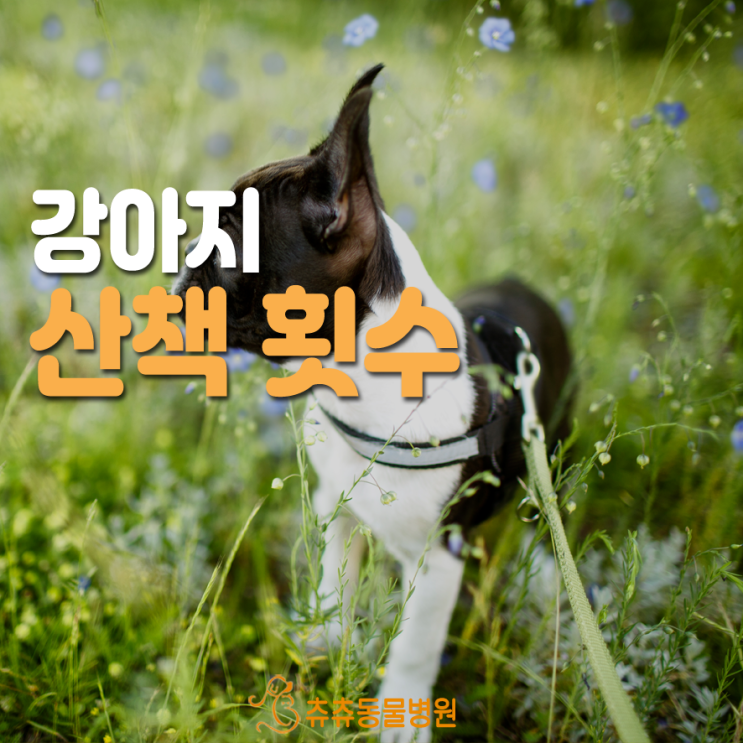 [츄츄동물병원] 적절한 강아지 산책 횟수와 산책 시간 : 네이버 블로그