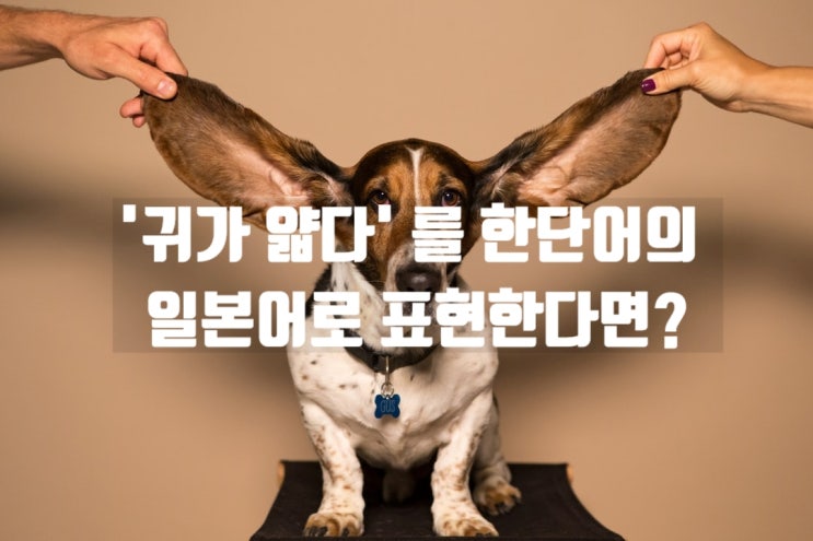 '귀가 얇다' 를 한단어의 일본어로 표현한다면? : 네이버 블로그