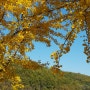 10월, 한국의 가을.문광은행나무길,강진만 갈대축제.