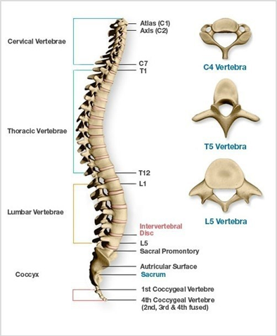 천추/ 꼬리뼈/ 천추의기능/ 천골해부학/ 척추/척주/sacrum/ vertebral/ spine/ anatomy : 네이버 블로그