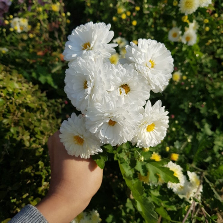 국화꽃  색깔별 꽃말 (하얀국화, 노란국화, 분홍국화, 보라국화, 빨간국화) : 네이버 블로그