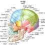 두상줄이기관리 와 두상관리 우리의 머리뼈 알아보기