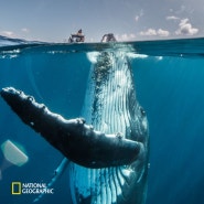 혹등고래 - 내셔널지오그래픽 오늘의 포토