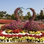 대전근교나들이 / 유림공원에서 다양한 국화와 꽃들을 만나보아요.