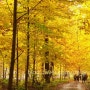 수리산 덕고개 임도길-가을속 플라타너스 나무숲
