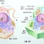 Ⅱ.시스템과 상호작용-생명 시스템(생명 시스템의 기본 단위)