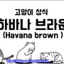 [ 고양이상식 ] 초콜릿 빛 털 갈색귀족 연예인고양이 하바나브라운 역사와 특징