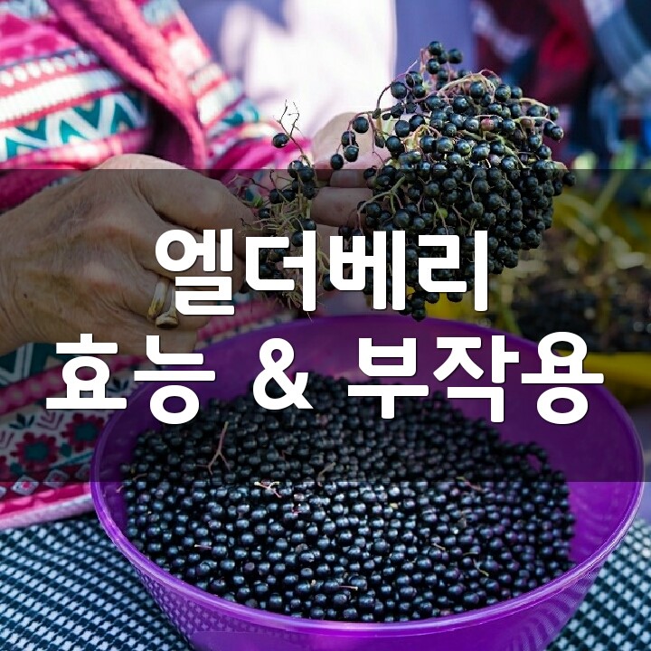 엘더베리 (Elderberry, 삼부커스) 효능, 부작용, 권장량, 제품 순위 : 네이버 블로그