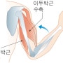 Ⅲ.항상성과 몸의 조절-근육의 구조와 수축 원리(골격근)