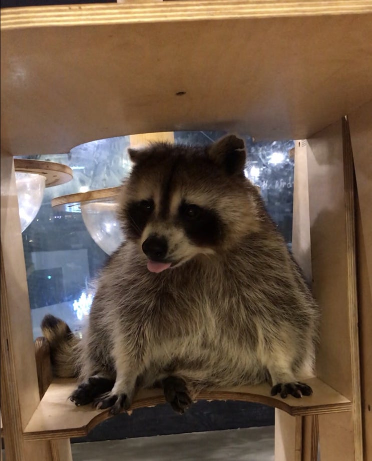 귀염둥이 라쿤 RACCOON 들과의 첫 만남!! 홍대 라쿤카페 맹쿤 첫 방문기!! : 네이버 블로그
