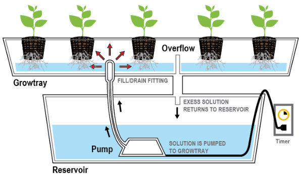 Ebb-and-Flow hydroponic system : 네이버 블로그