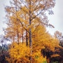 일본잎갈나무 낙엽송