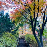 아주 오랜만에 남산에 올라 늦가을을 느낍니다.