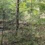 [마실] 2019 경기도여행 포천 국립수목원 체험학습