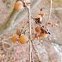 고욤나무 열매