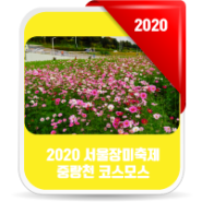 2020 서울장미축제 코스모스길