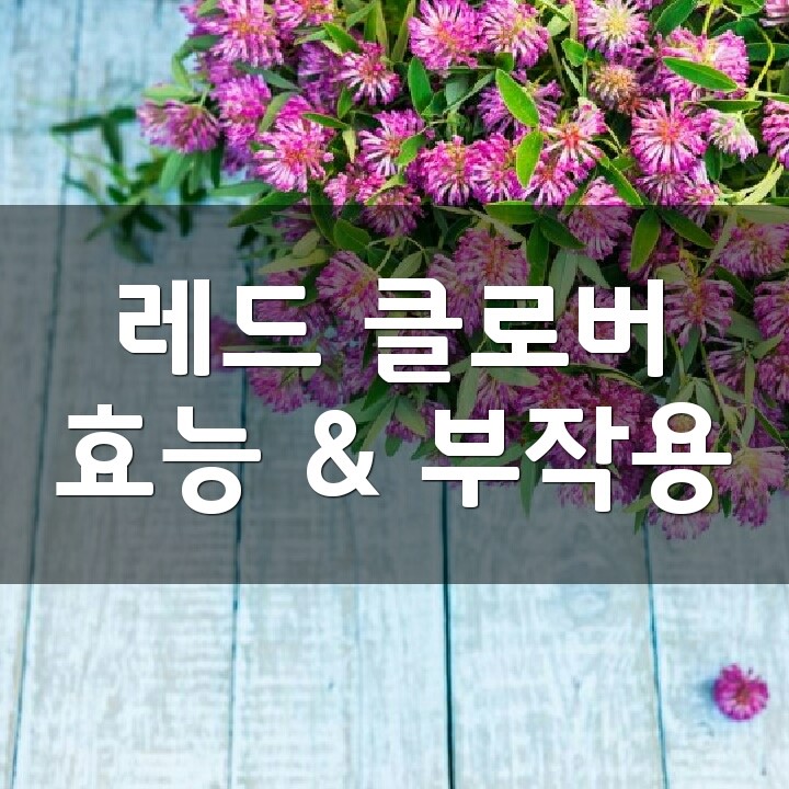 레드클로버 (Red Clover, 붉은토끼풀) 효능, 부작용, 권장량, 제품 순위 : 네이버 블로그