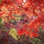 캐논 800D 출사 인천대공원 단풍 가을 끝자락
