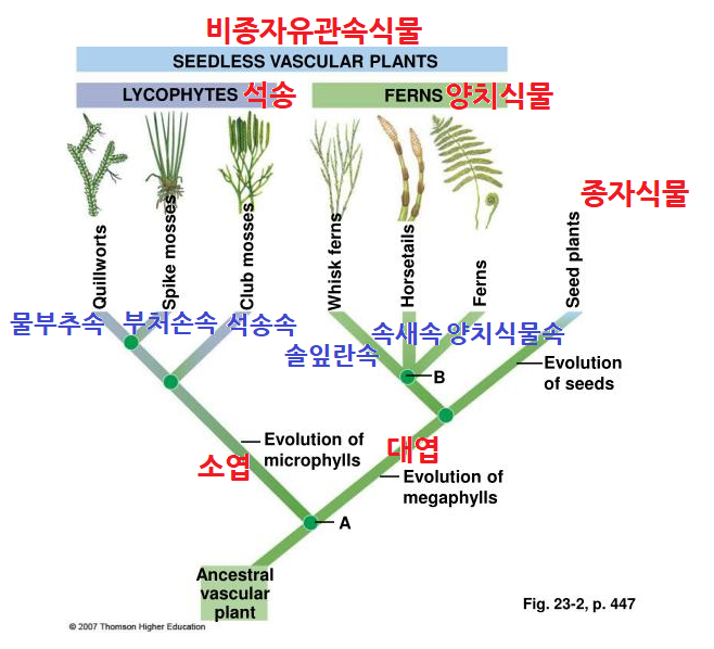 소엽(microphyll)과 대엽(megaphyll) : 네이버 블로그
