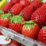 [공씨네과일] 안양 평촌 상위 1% 딸기만 판매합니다. (전국과일택배)