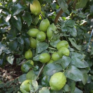 [농장일기] 한스에코팜 무농약 제주 레몬 수확일기