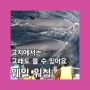 신나는 여름 고래를 보러 일본으로 떠나볼까? 고치 웨일 워칭