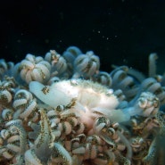 Xenia soft coral crab 제니아 연산호 게