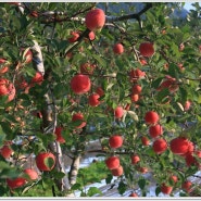 의성 호영농원 사과밭에 빨간 꿀사과로 가득가득합니다
