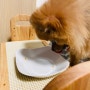 강아지 사료 추천, 식사 보완식으로 아주 좋은 가슴떨리는 그이름 '시저' 심플리