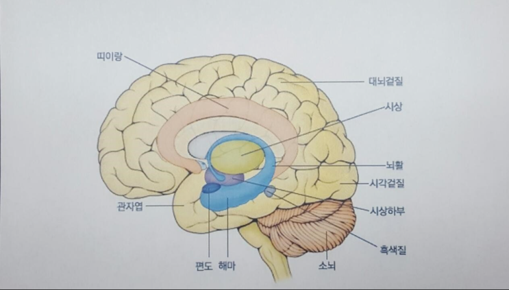 제10강 감정의 뇌, 대뇌변연계 : 네이버 블로그