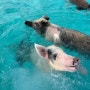 바하마 : 돼지섬 투어 예약 방법, 엑수마 투어 예약 후기 + 투어 업체 추천