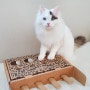 고양이두더지게임 설이 장난감 네이처펫 냥냥이 캣펀치 2in1