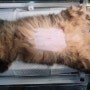 대전 암컷 고양이 중성화수술 <리본동물병원>