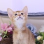 (하남고양이분양)아이코 귀엽다 아비시니안고양이