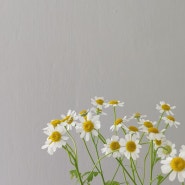 꽃사진-마트리카리아/퐁퐁소국/수입핑크장미