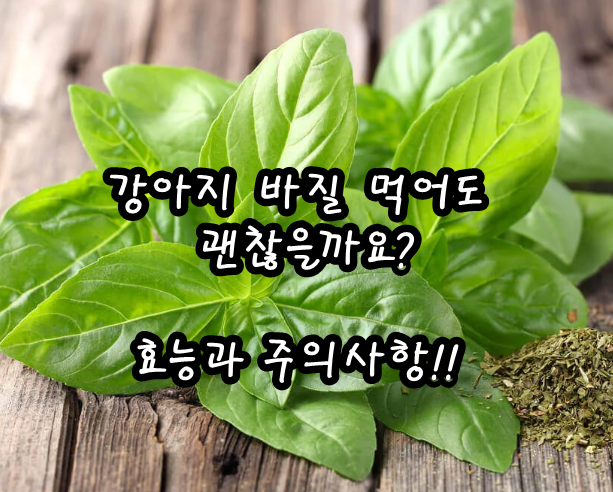 강아지 바질 먹어도 괜찮을까요? 효능과 주의사항!! : 네이버 블로그