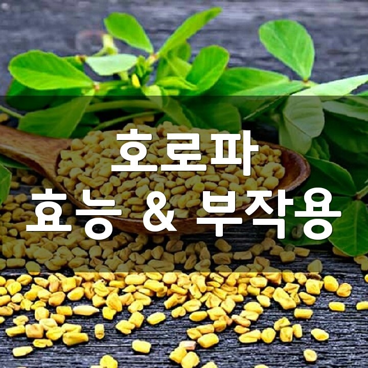 호로파 (페누그릭, Fenugreek) 효능, 부작용, 권장량, 제품 순위 : 네이버 블로그