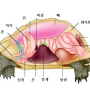 거북이 장기 신체 구조, 왜 거북이가 뒤집히면 발버둥 치는가