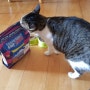 고양이 키우기 팻 캣 다이어트 포뮬라 내추럴발란스 신제품 출시