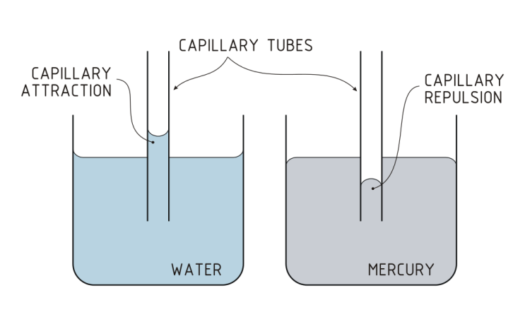 capillary, capillarity - 어원학습, 어원, 단어 외우기 : 네이버 블로그