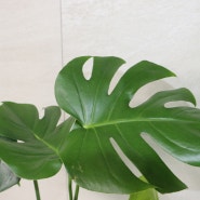 몬스테라 (swiss cheese plant, window plant, cut leaf philodendron, geriman, fruit salad plant)